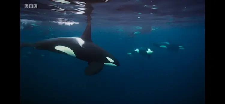 Killer whale (Orcinus orca) as shown in Blue Planet II - Our Blue Planet